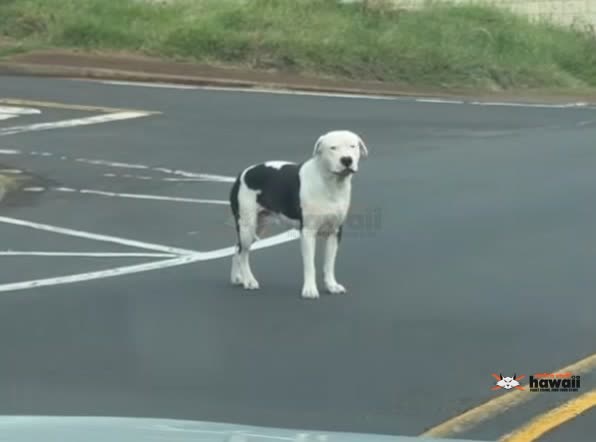FOUND PET - Oahu | SSH Search