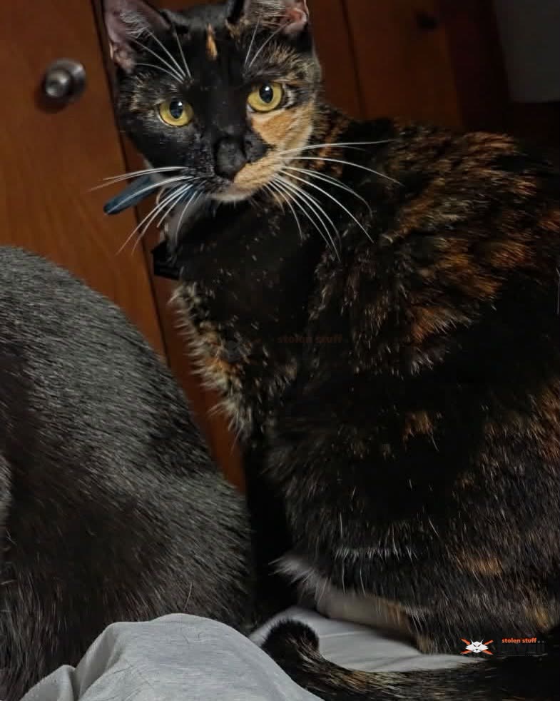 LOST PET - 515 N. Kuakini Street | SSH Search