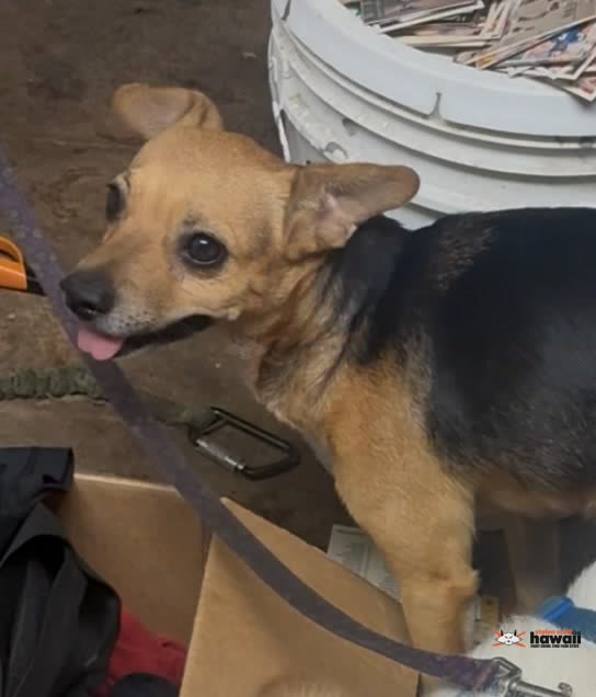 LOST PET - Kopke Street | SSH Search