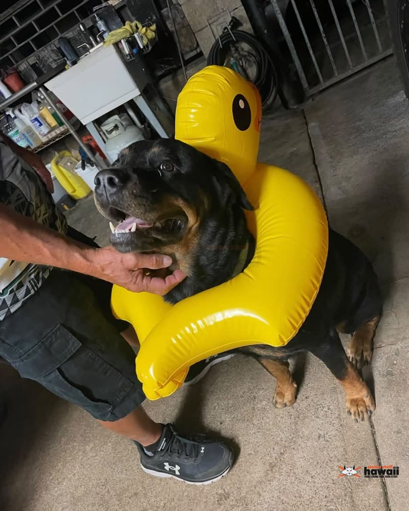 FOUND PET - Oahu | SSH Search