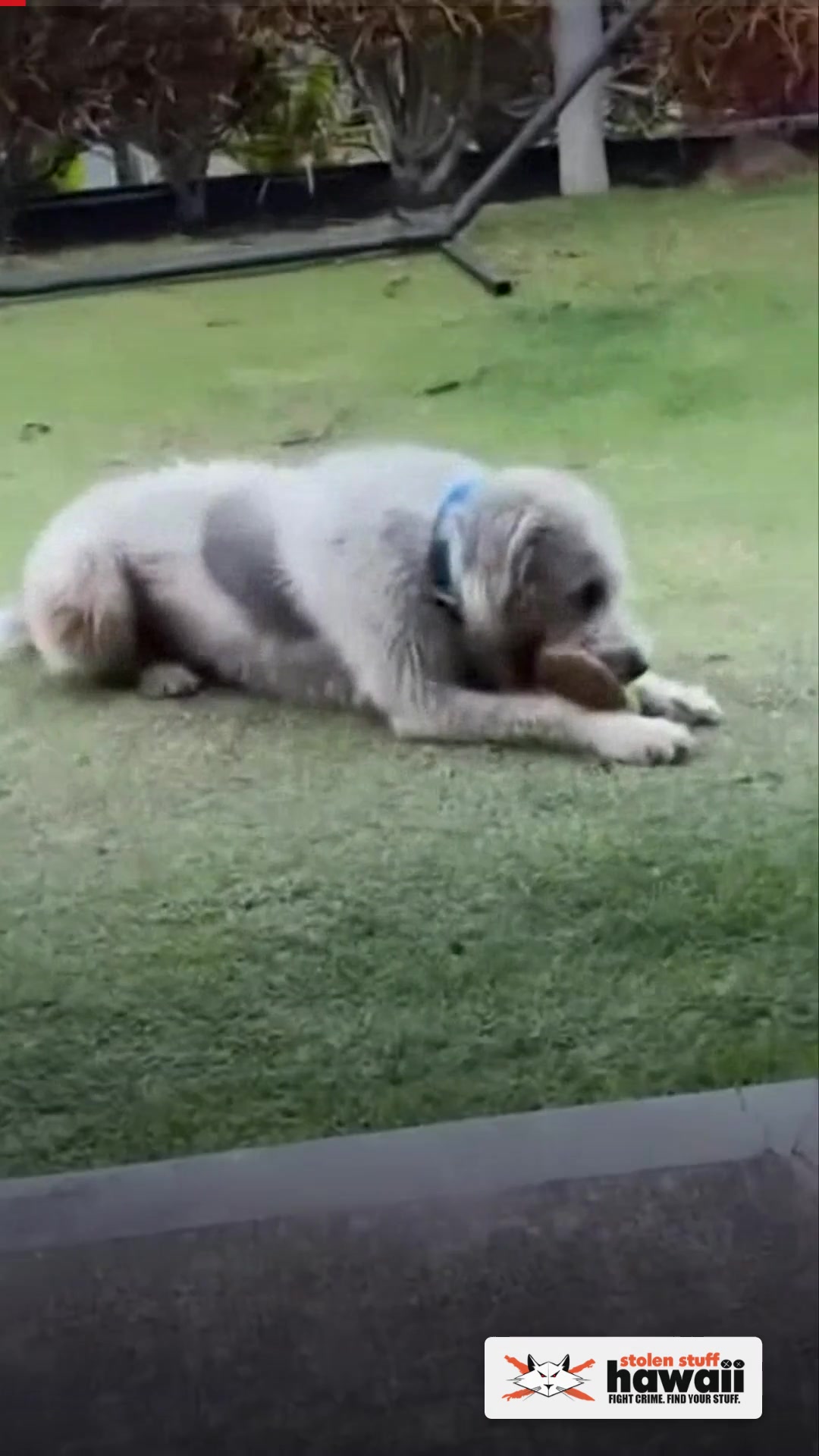 LOST PET - Kapolei / Makakilo, Oahu | SSH Search