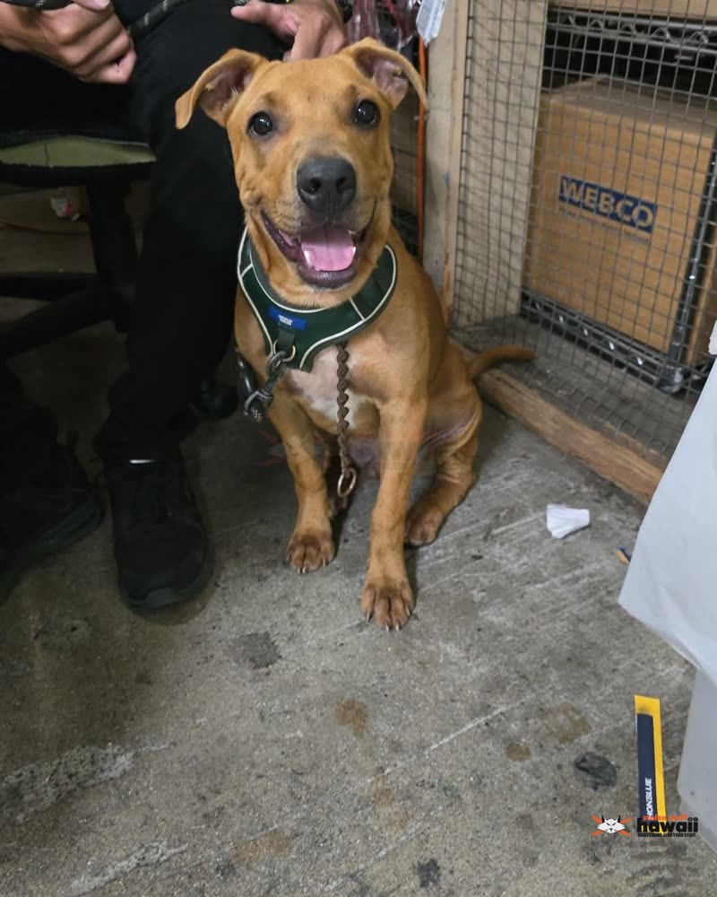 FOUND PET - Kam Shopping Center, Kalihi | SSH Search