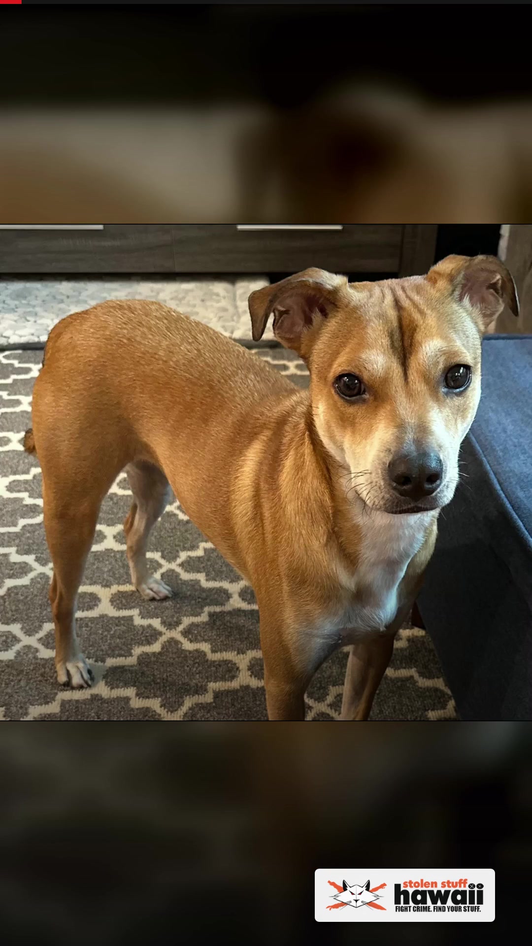 LOST PET - Queen Street near McKinley High School | SSH Search