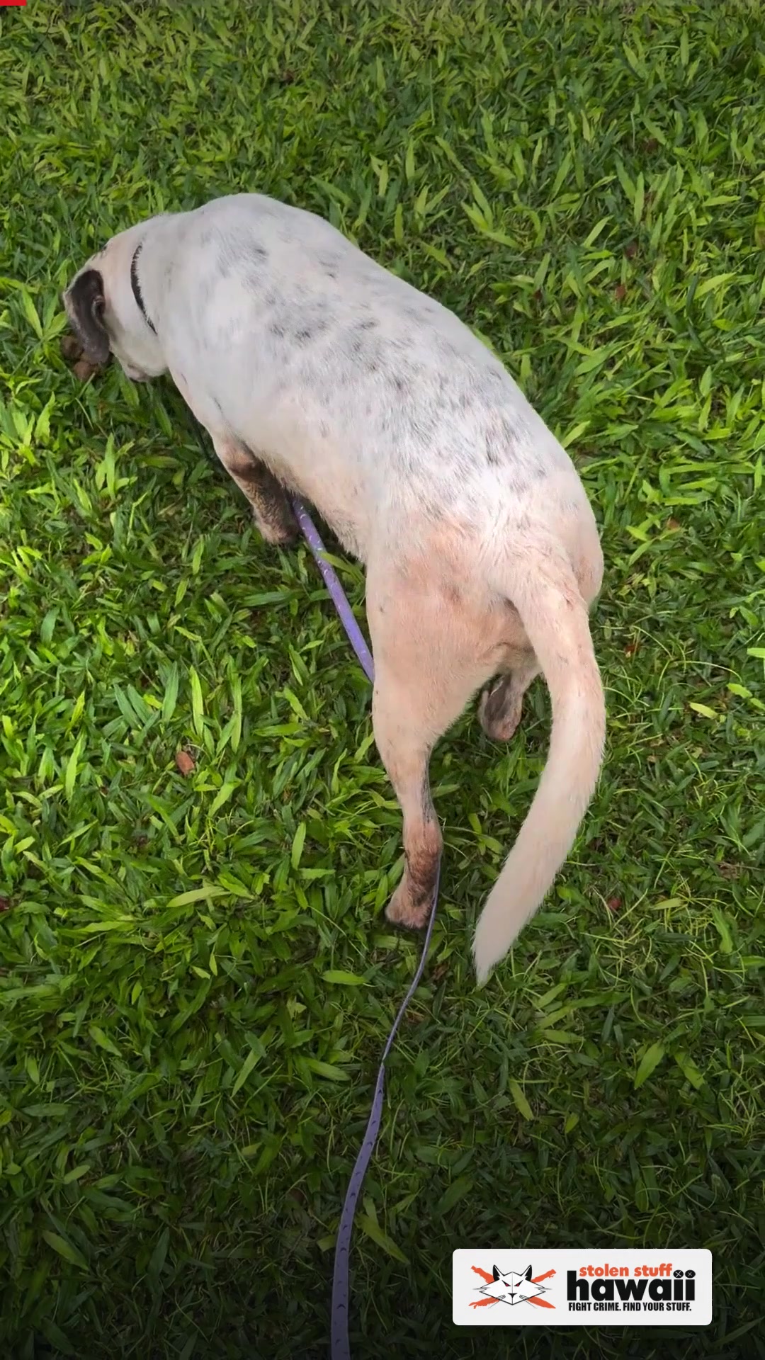 FOUND PET - Kalaeloa Housing Kapolei | SSH Search