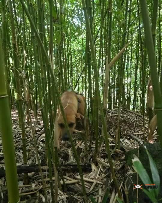 FOUND PET - Oahu | SSH Search