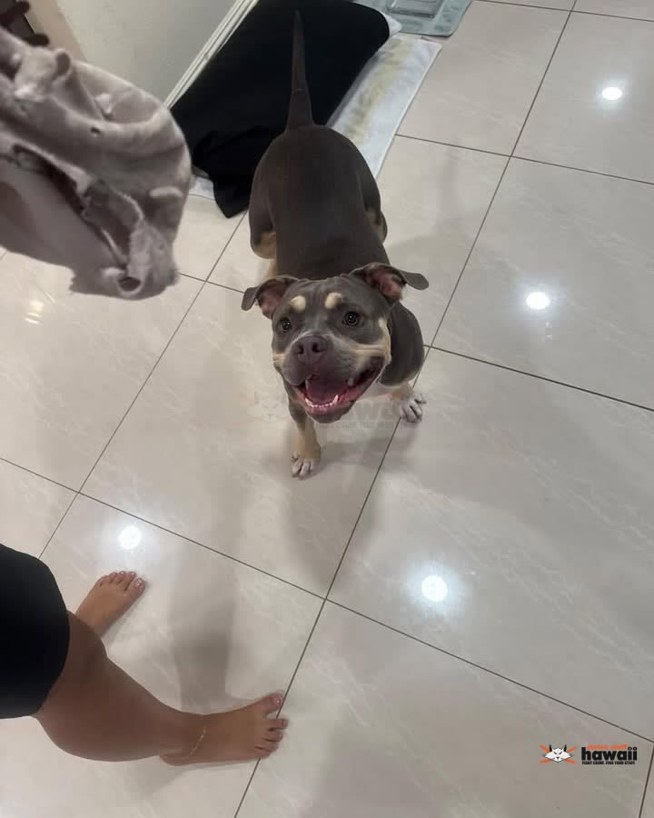 FOUND PET - Farrington Highway, Nanakuli | SSH Search