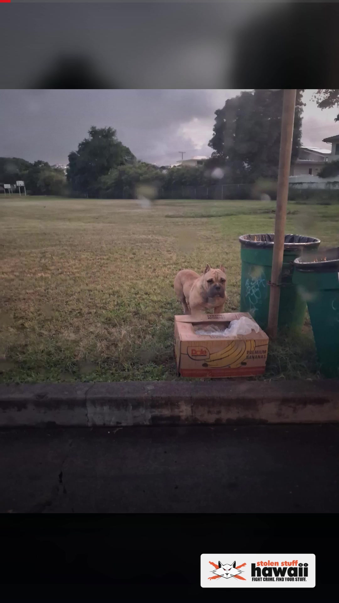 FOUND PET - Wanaka Street | SSH Search