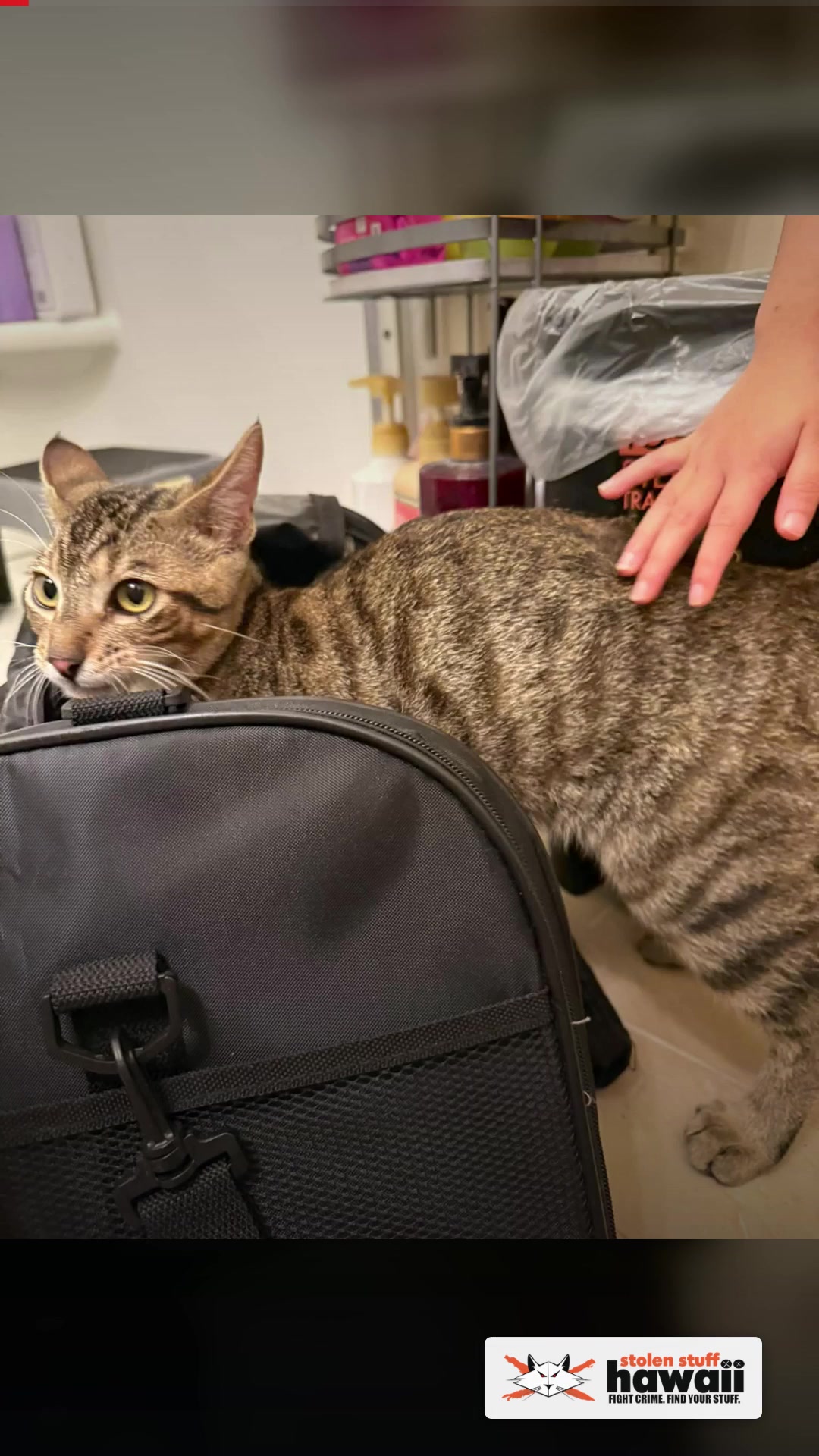 FOUND PET - Mililani | SSH Search
