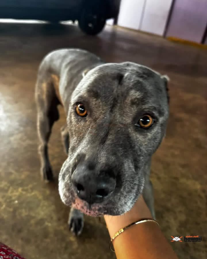 FOUND PET - Mililani Valley | SSH Search
