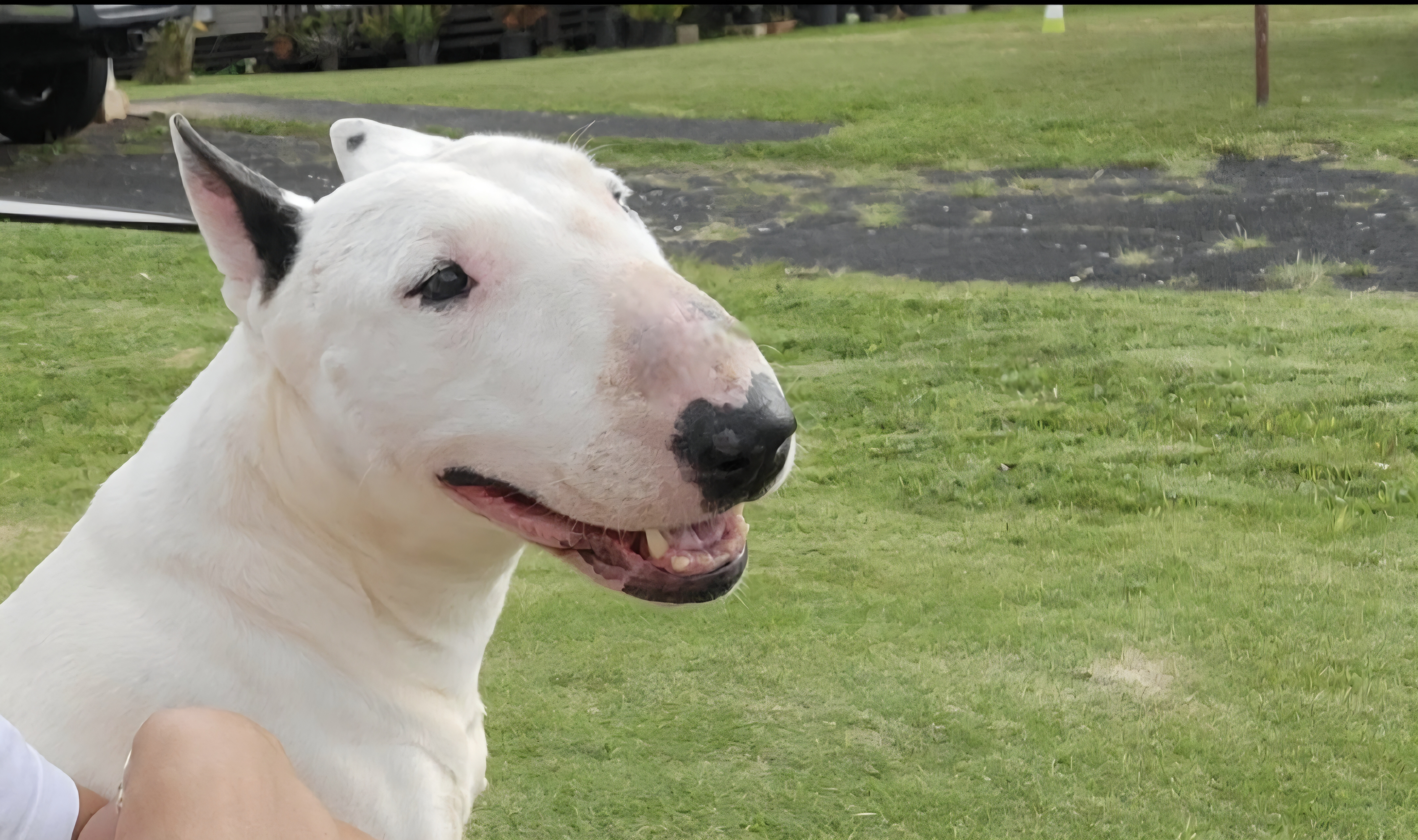 LOST PET - Unknown | Stolen Stuff Hawaii