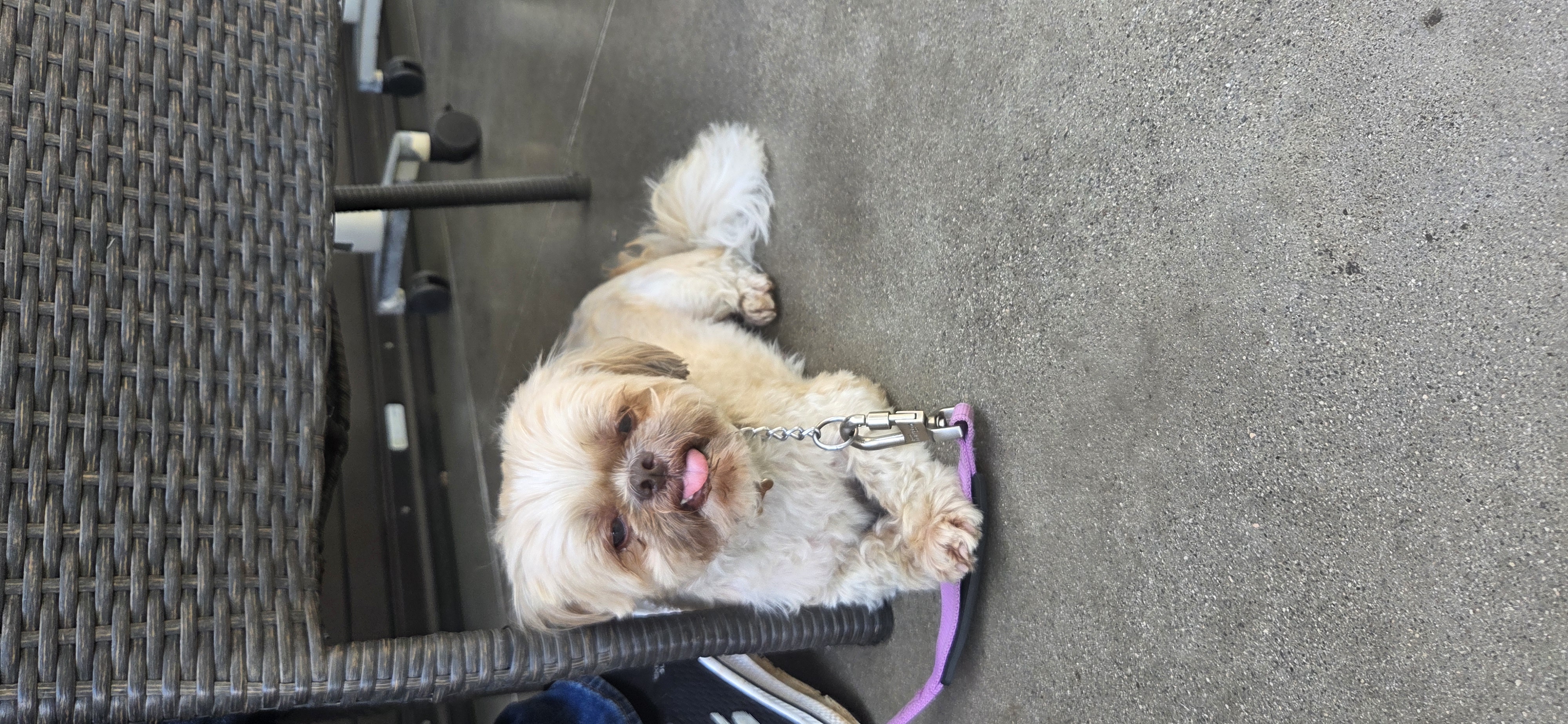 FOUND PET - Unknown | Stolen Stuff Hawaii
