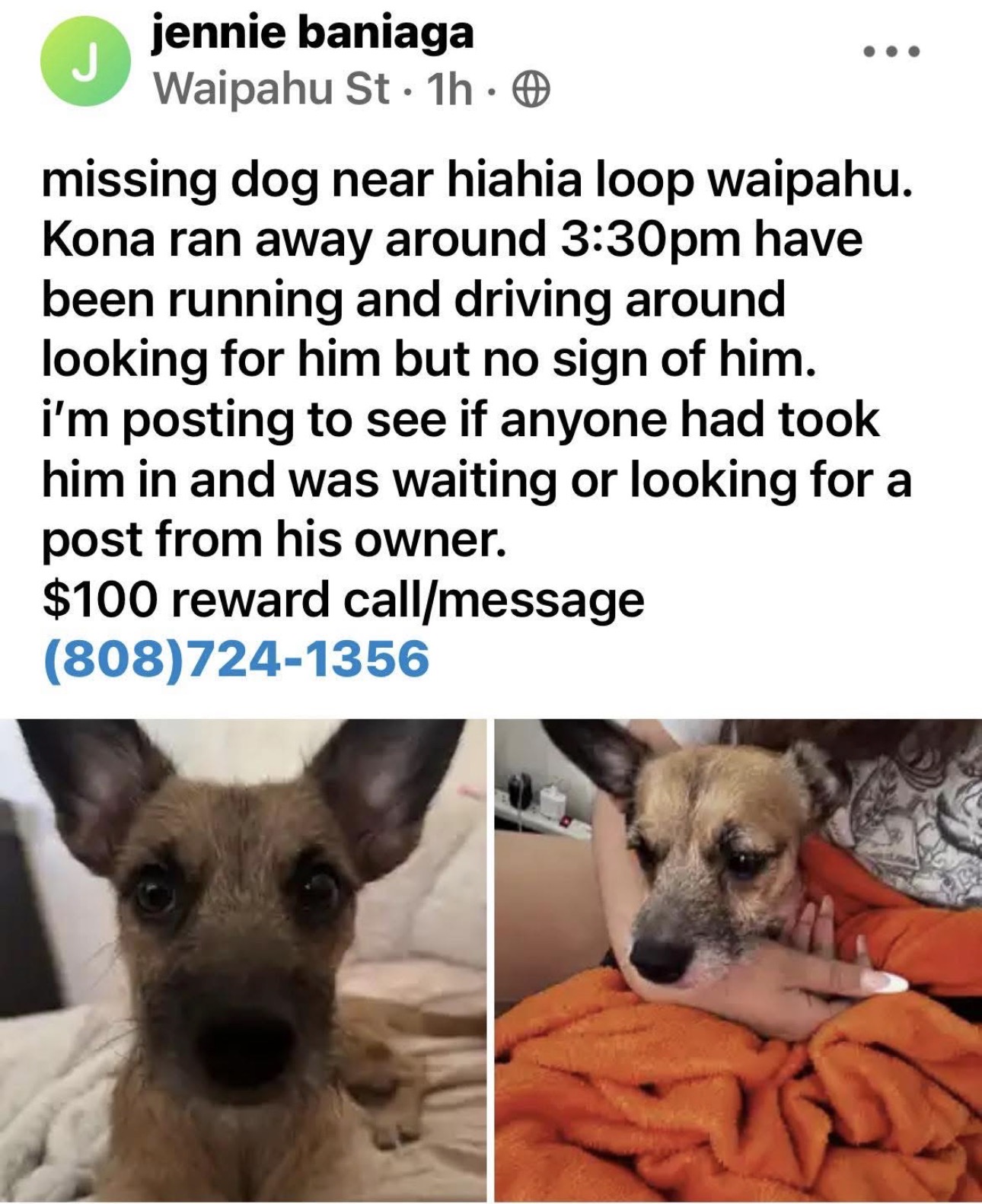 LOST PET - Waipahu | Stolen Stuff Hawaii