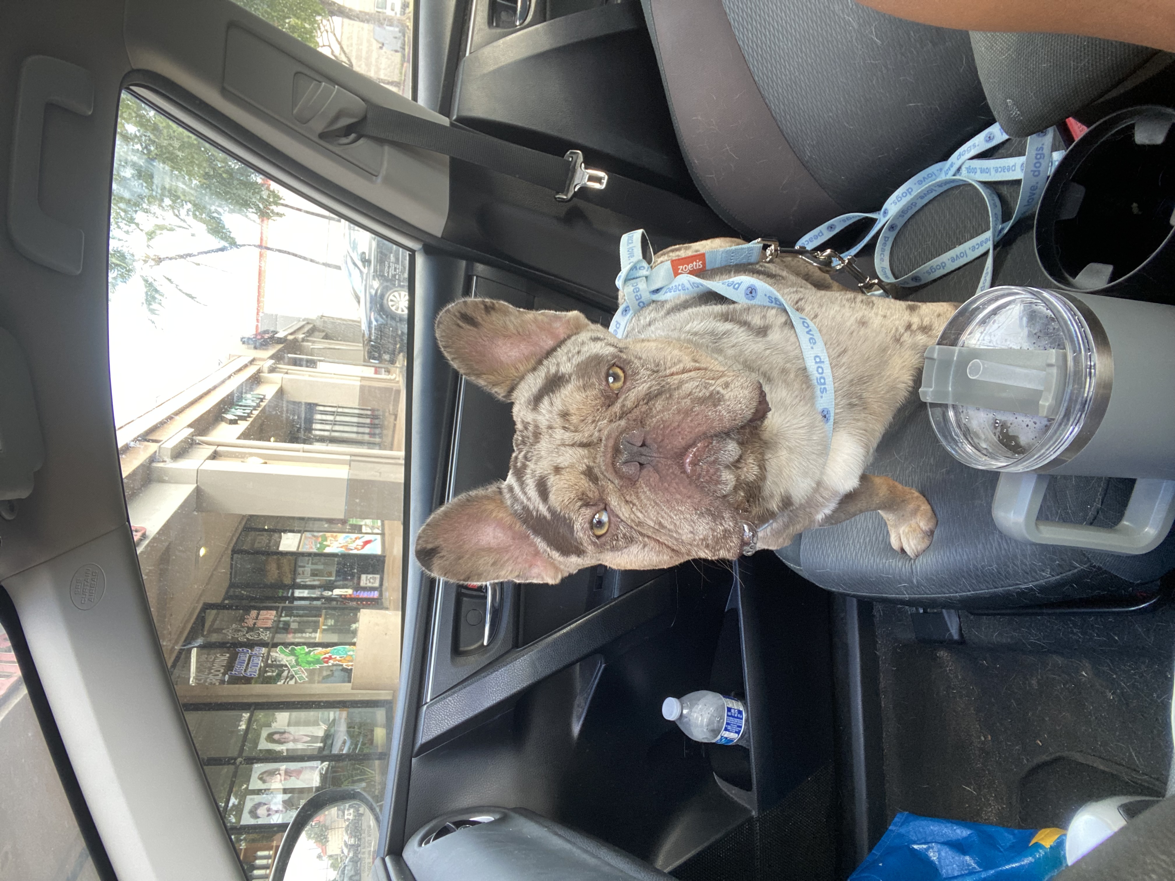 FOUND PET - Unknown | Stolen Stuff Hawaii