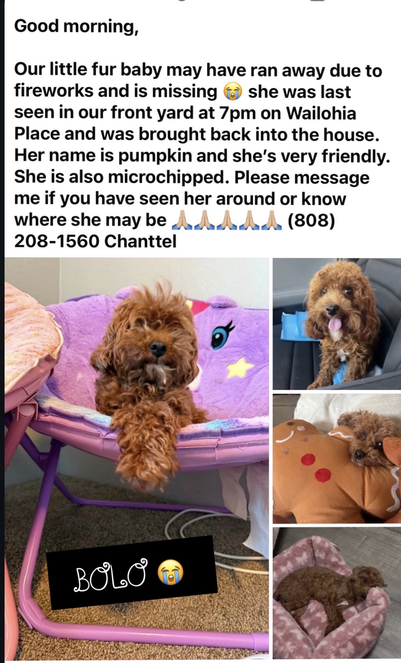 LOST PET - Ewa Beach | Stolen Stuff Hawaii
