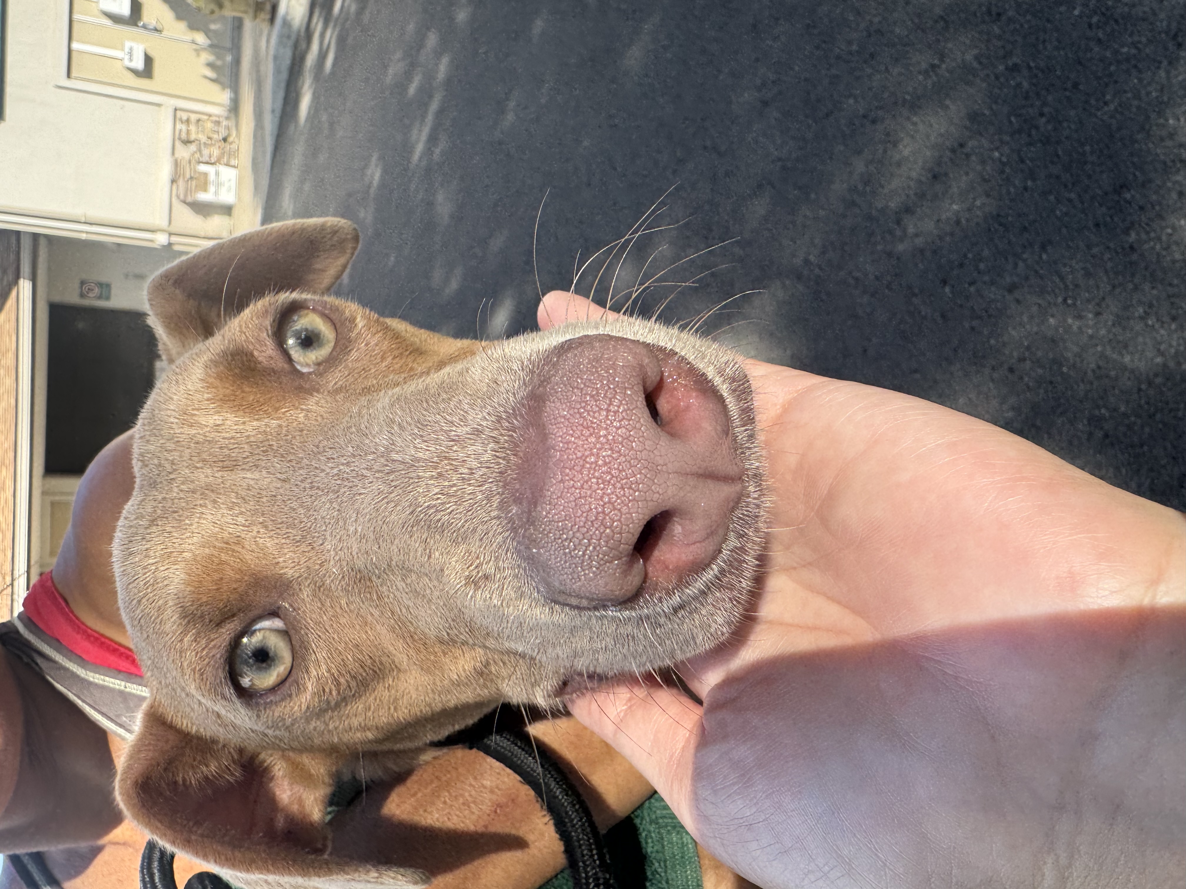 FOUND PET - Unknown | Stolen Stuff Hawaii