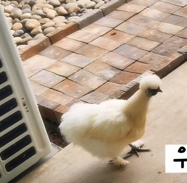 LOST PET - Mehana | Stolen Stuff Hawaii