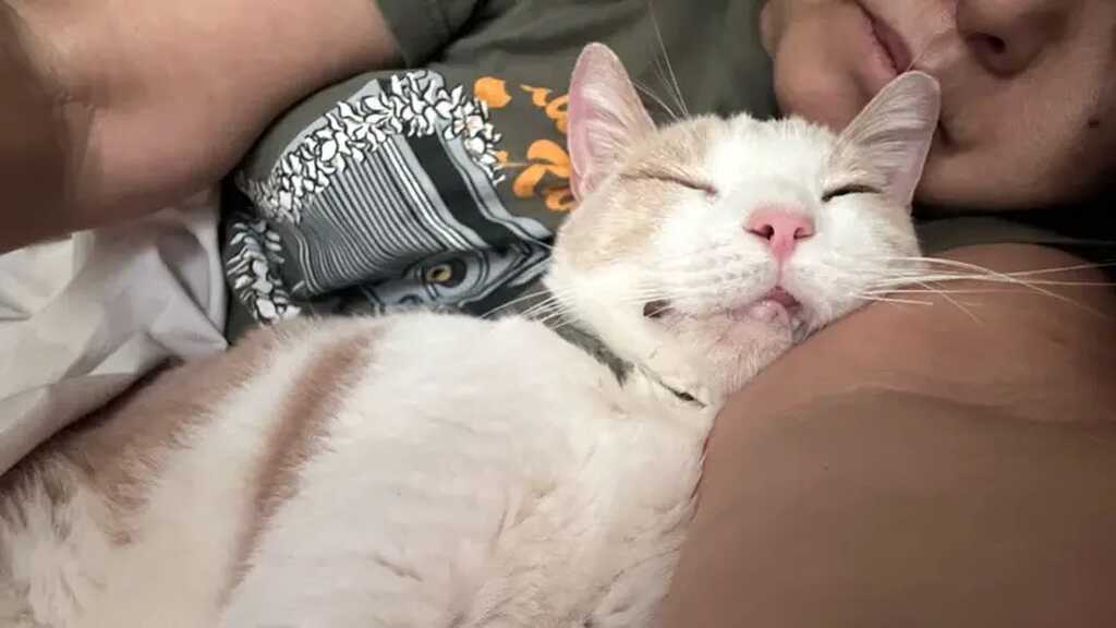 LOST PET - Oahu | Stolen Stuff Hawaii
