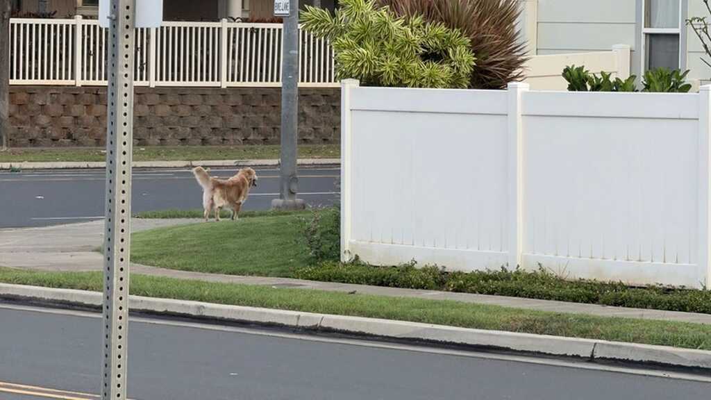 ANIMAL SIGHTING - Ocean Pointe | Stolen Stuff Hawaii