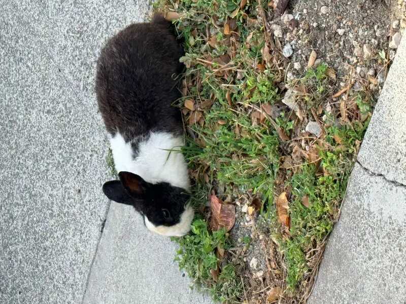 ANIMAL SIGHTING - Oahu | Stolen Stuff Hawaii