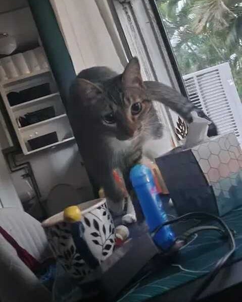 LOST PET - Oahu | Stolen Stuff Hawaii