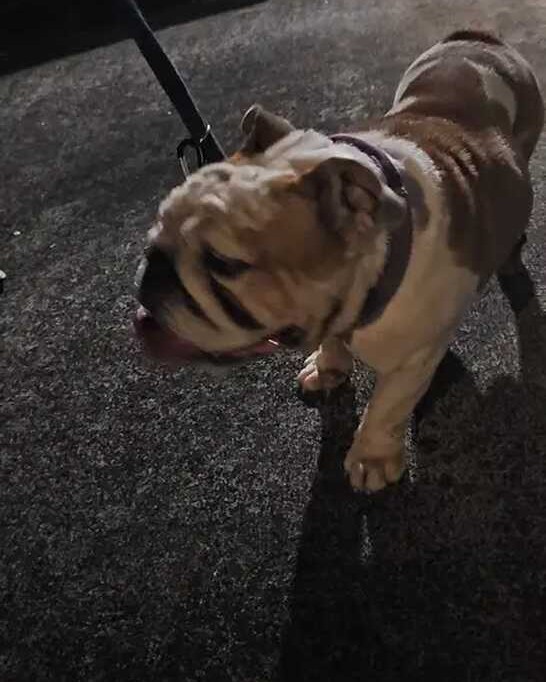 FOUND PET - Newtown | Stolen Stuff Hawaii
