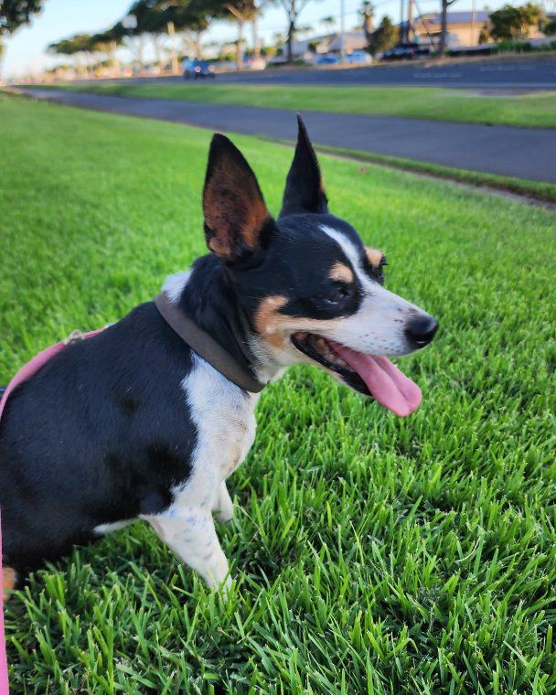 LOST PET - Ewa Beach | Stolen Stuff Hawaii