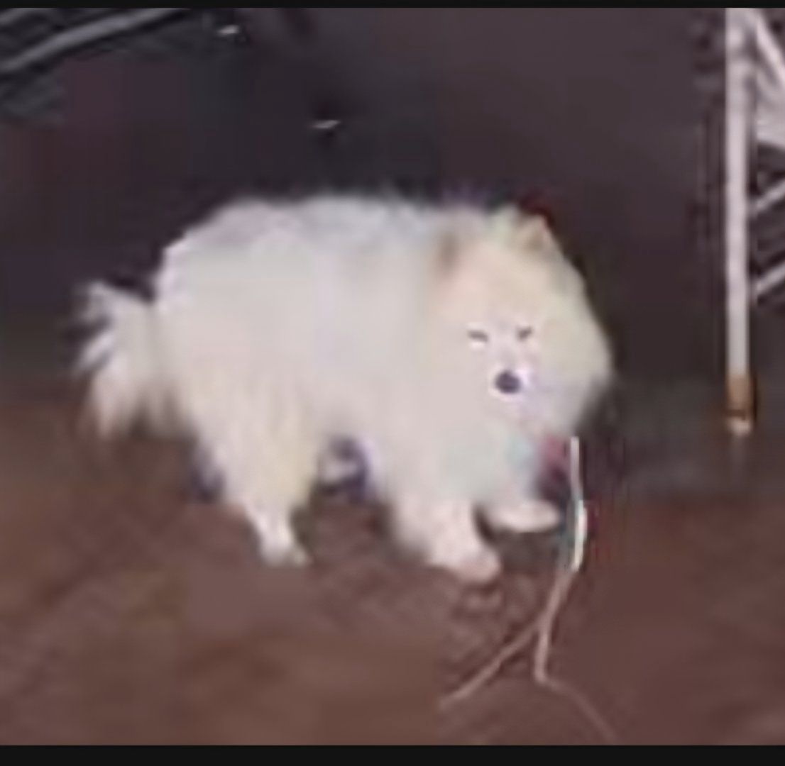 LOST PET - Oahu | Stolen Stuff Hawaii