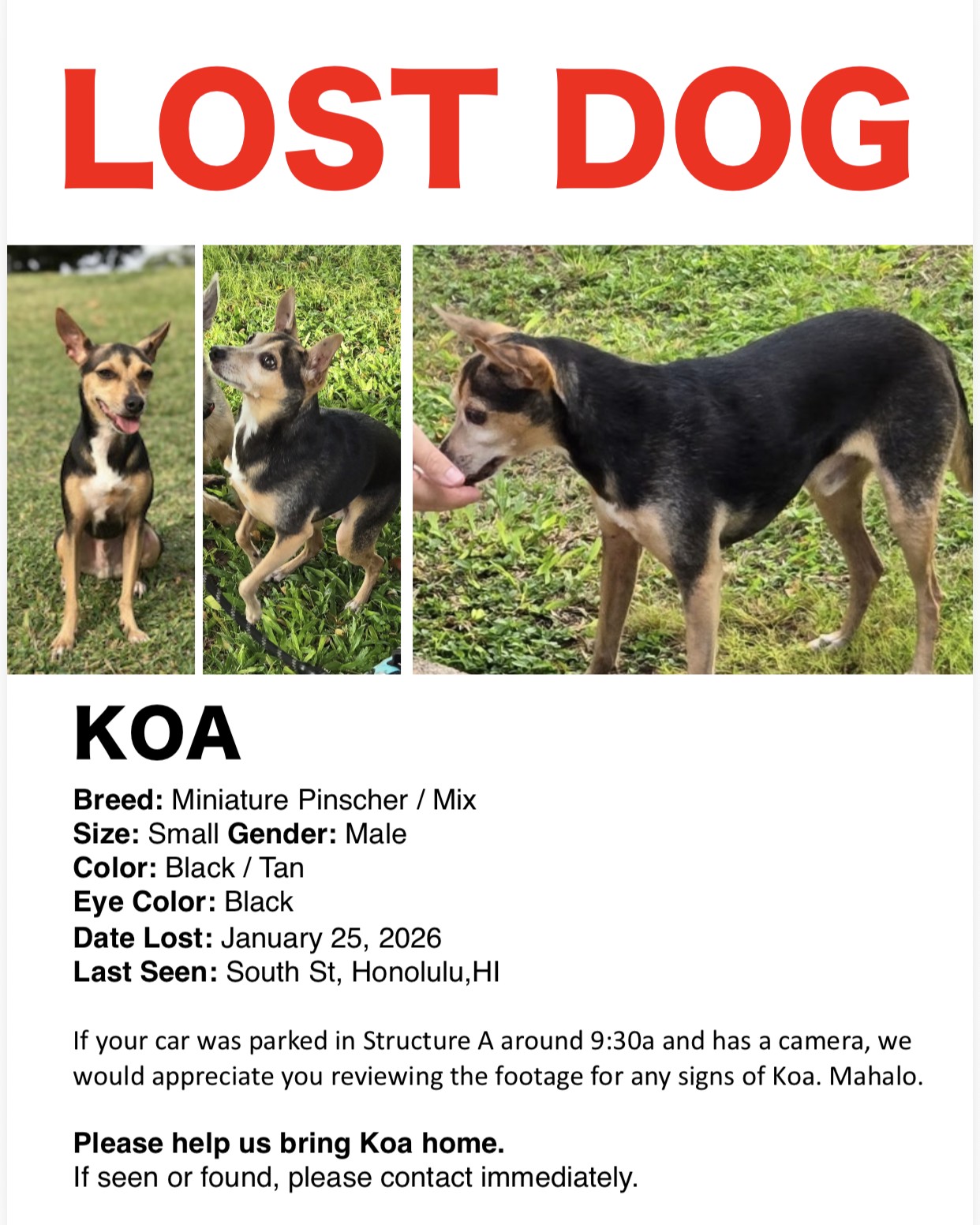 LOST PET - Oahu | Stolen Stuff Hawaii