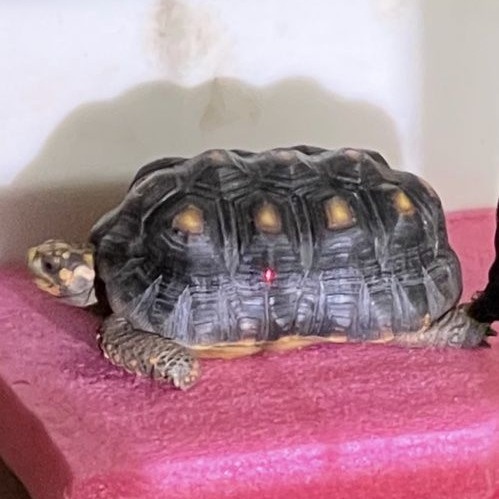 LOST PET - Pearl City | Stolen Stuff Hawaii