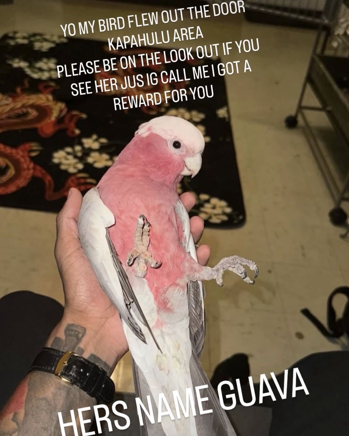 LOST PET - Honolulu | Stolen Stuff Hawaii