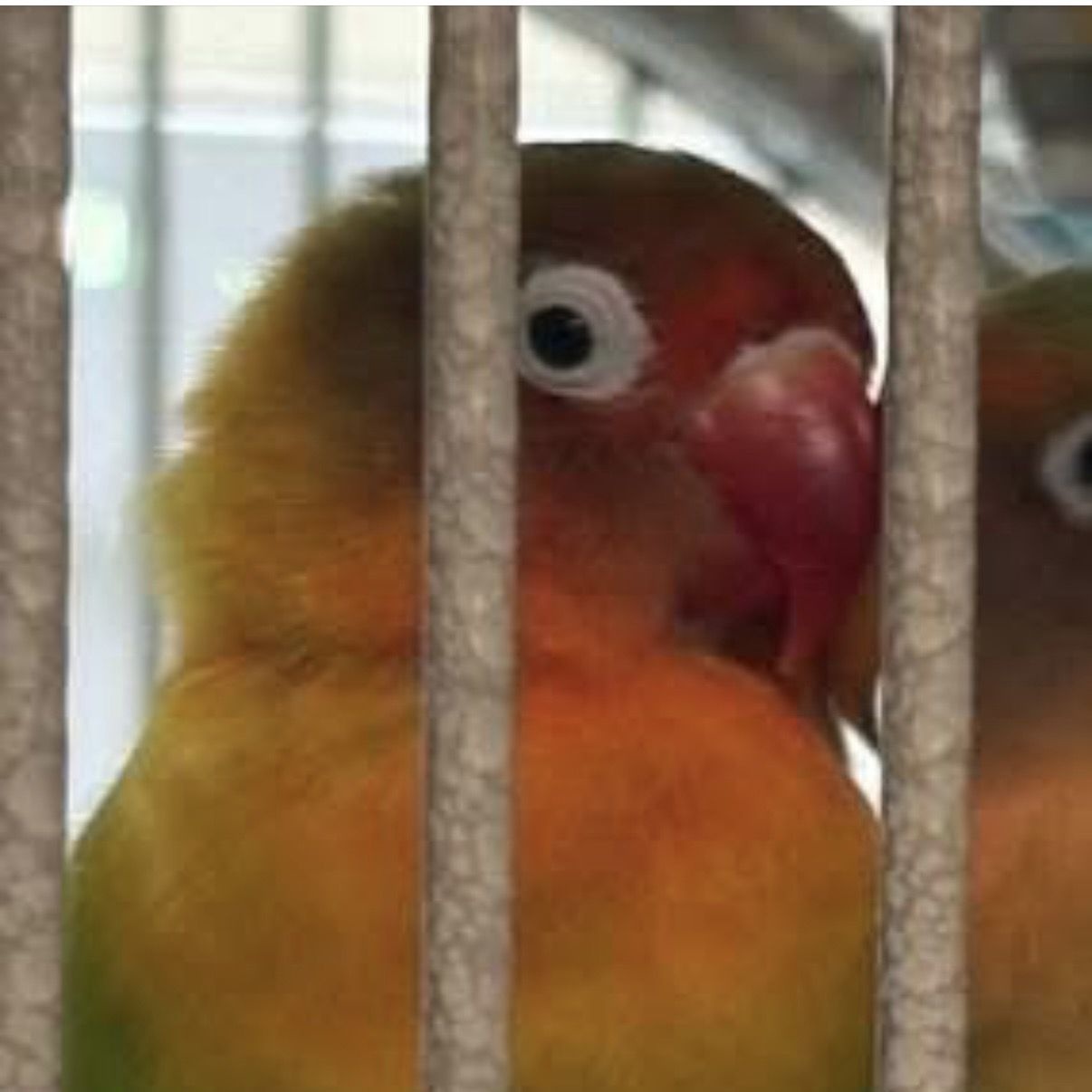 LOST PET - Oahu | Stolen Stuff Hawaii