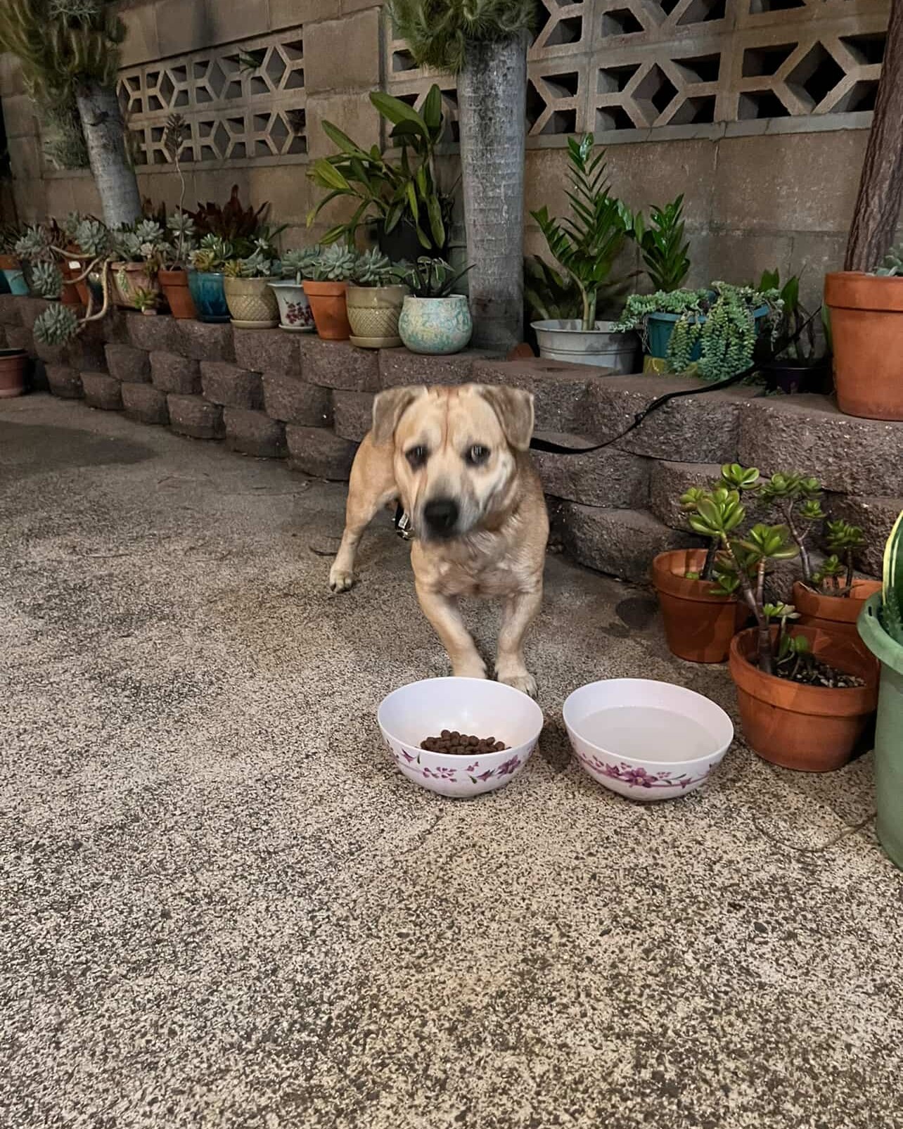 FOUND PET - Unknown | Stolen Stuff Hawaii