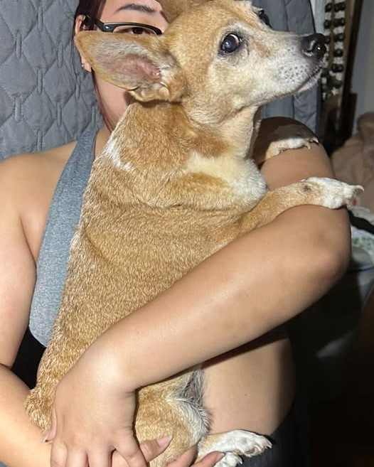FOUND PET - oahu | Stolen Stuff Hawaii