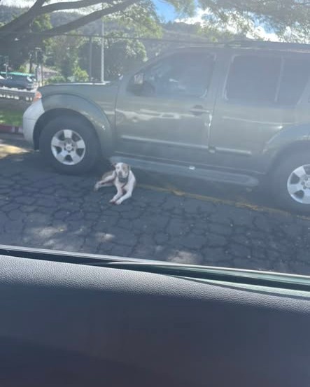 FOUND PET - Oahu | Stolen Stuff Hawaii