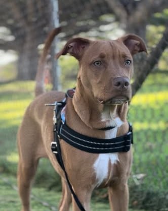 LOST PET - oahu | Stolen Stuff Hawaii
