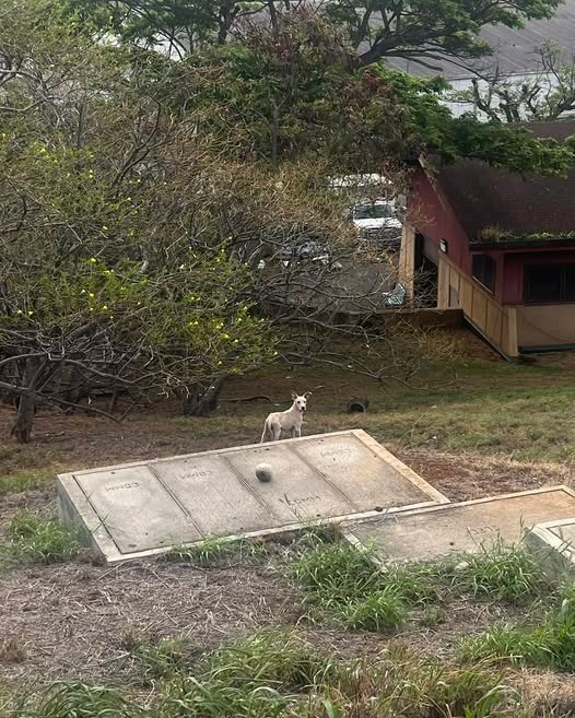 LOST PET - Oahu | Stolen Stuff Hawaii