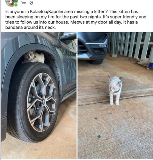 FOUND PET - Oahu | Stolen Stuff Hawaii