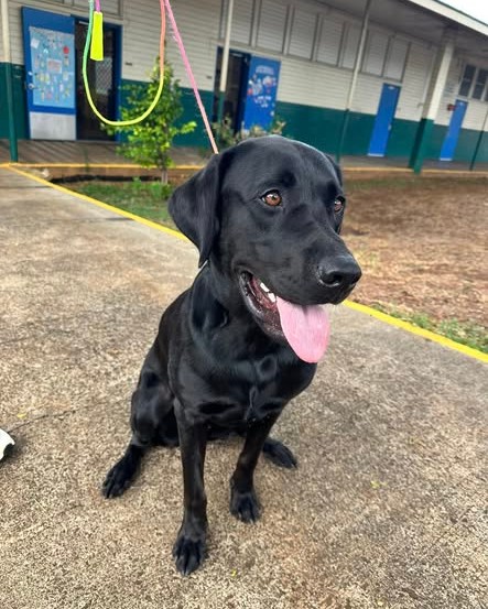 LOST PET - Oahu | Stolen Stuff Hawaii
