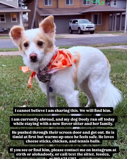FOUND PET - Oahu | Stolen Stuff Hawaii