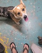 FOUND PET - Oahu | Stolen Stuff Hawaii