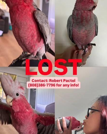 LOST PET - Oahu | Stolen Stuff Hawaii