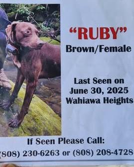 LOST PET - Oahu | Stolen Stuff Hawaii