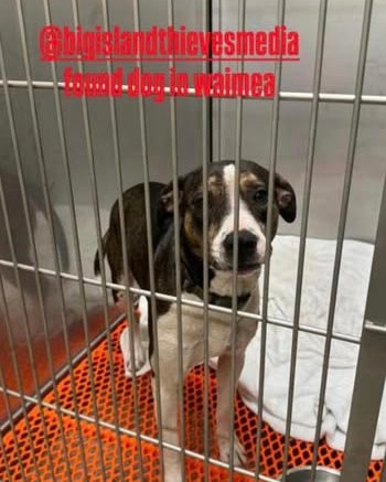 LOST PET - Big Island | Stolen Stuff Hawaii