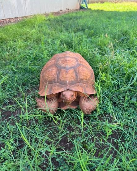 FOUND PET - Oahu | Stolen Stuff Hawaii