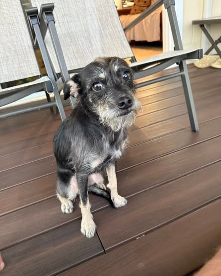 FOUND PET - Oahu | Stolen Stuff Hawaii
