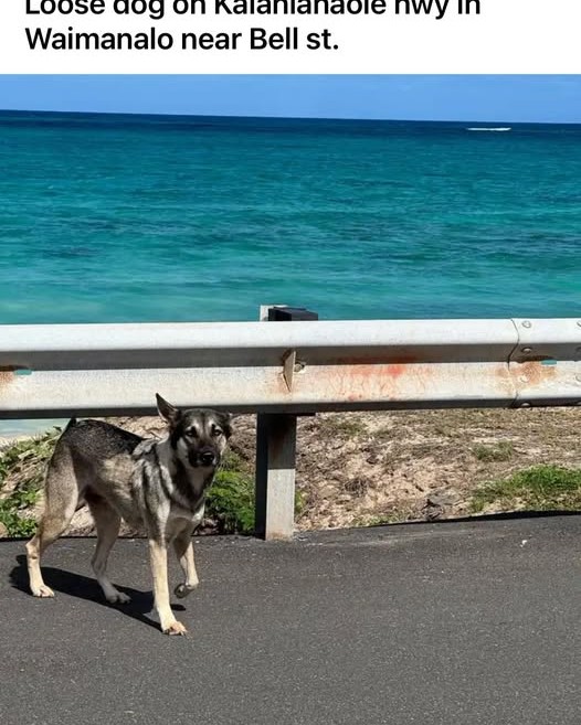 FOUND PET - Oahu | Stolen Stuff Hawaii