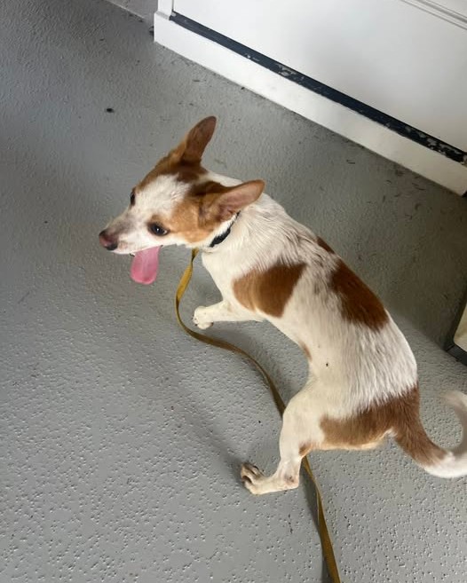 FOUND PET - Oahu | Stolen Stuff Hawaii