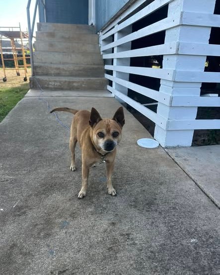 FOUND PET - Oahu | Stolen Stuff Hawaii