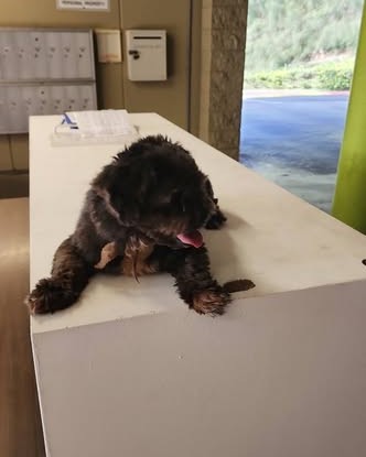 FOUND PET - Oahu | Stolen Stuff Hawaii