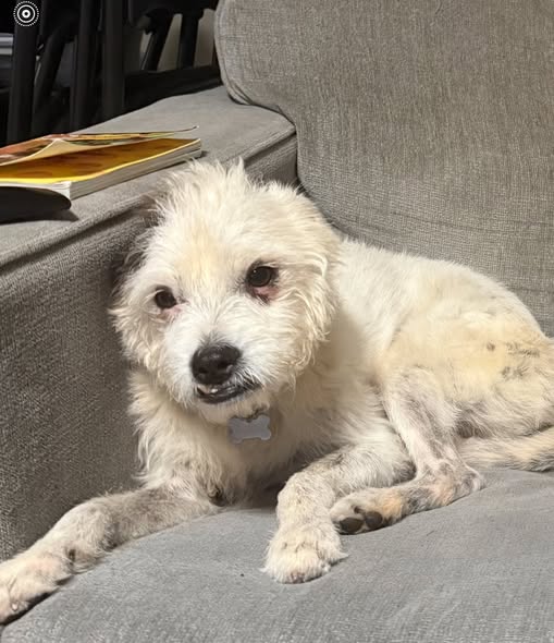 LOST PET - Oahu | Stolen Stuff Hawaii